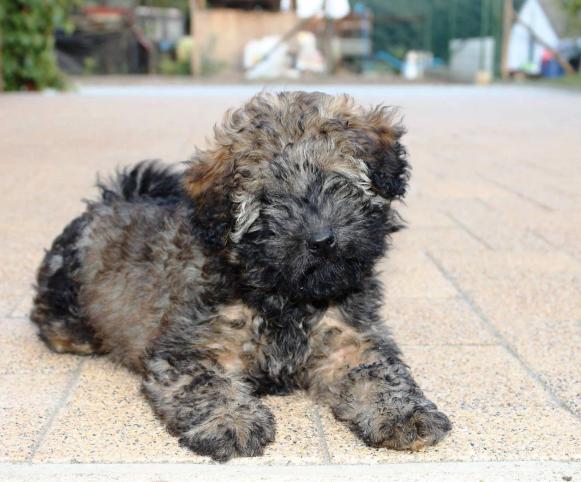 Cékla a Királytelki kennel reménysége lett