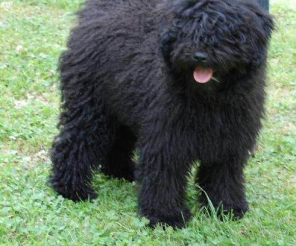 Ipolyréti Vidám Csipke (4 months old balck female)