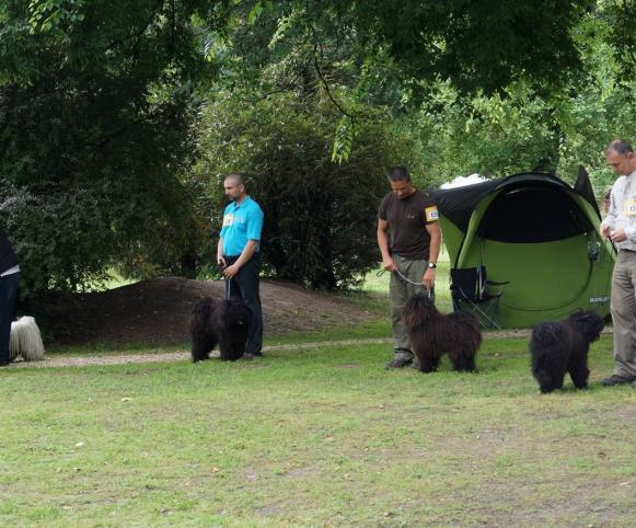 Fiatal kanok az Ipolyréti Vidám kennelből Junior males of Ipolyréti Vidám kennel