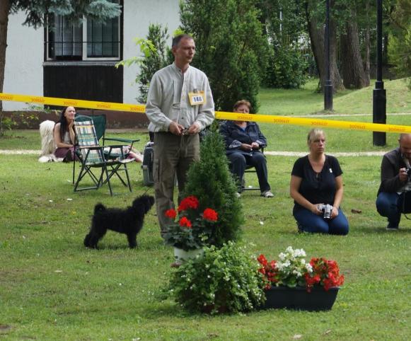 Ipolyréti Vidám Dália, fekete szuka-black female/ minor puppy/ Nagyon ígéretes-Very promising