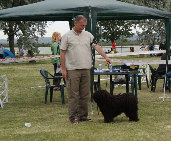 Cohárd - Székesfehérvár CACIB 20170610 - K1., CAC, R.CACIB